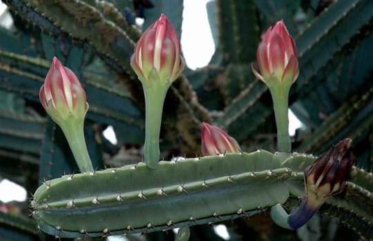 Cereus_chalybaeus_1